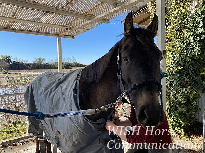 理想の乗馬