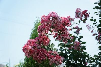 乗馬クラブの花