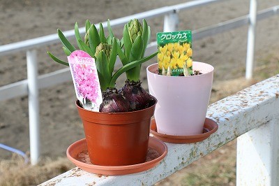 ヒヤシンスとクロッカス