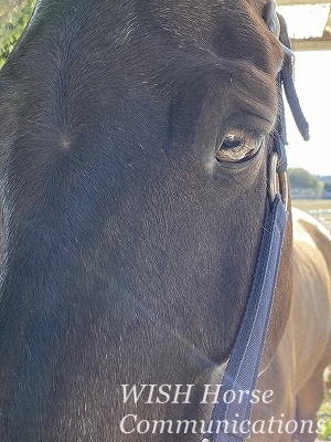 優しい乗馬