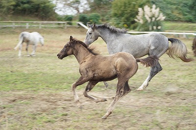 馬を大切にする乗馬クラブ