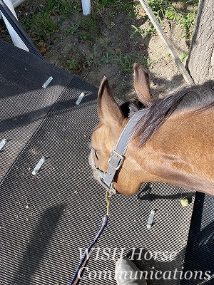 馬に信頼される乗馬