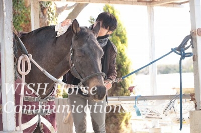 うっとりする馬