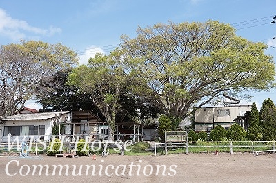 ケヤキ　牧場