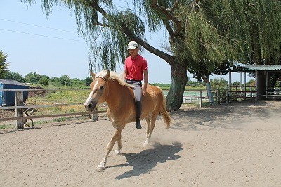 馬とのコミュニケーション