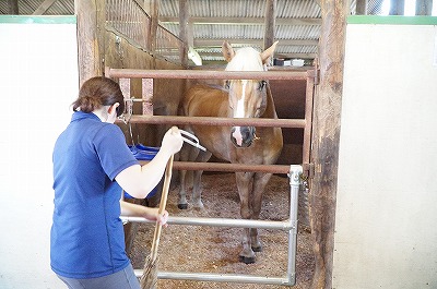 乗馬には人間的成長が必要