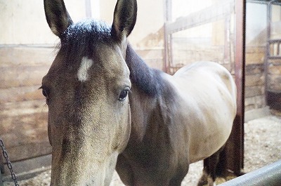 理性と表情のある馬