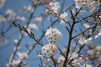 乗馬クラブの桜