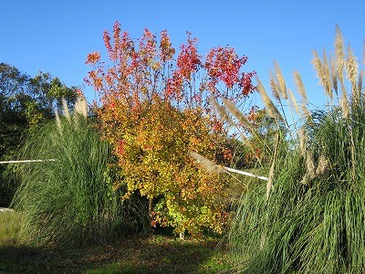 乗馬クラブのカエデの紅葉