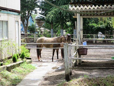 馬とのコミュニケーション