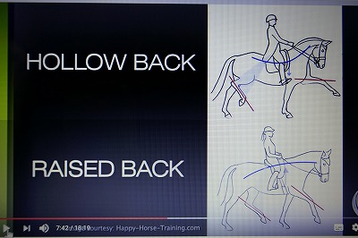 馬のストレッチダウン