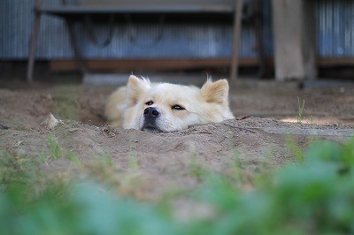 乗馬クラブのマスコット