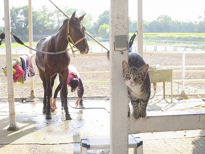 乗馬クラブの猫