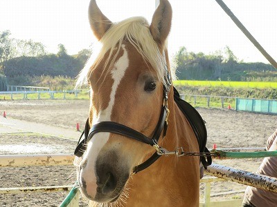 乗馬の基本は馬と仲良くなること