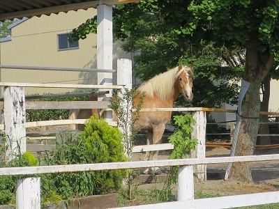 馬のギャップ萌え