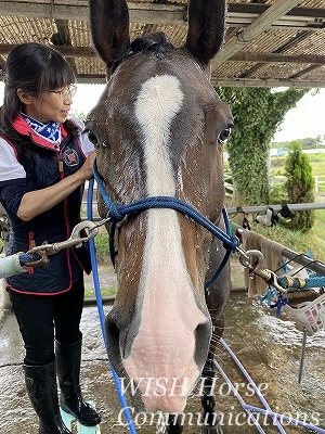 乗馬のチーム