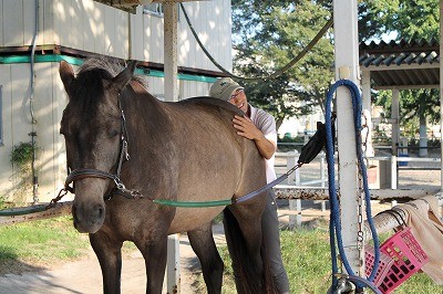 穏やかで信頼関係が築ける乗馬