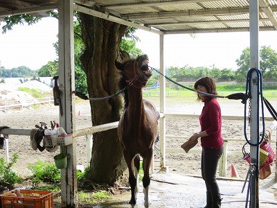 新馬調教　馬の心を作る