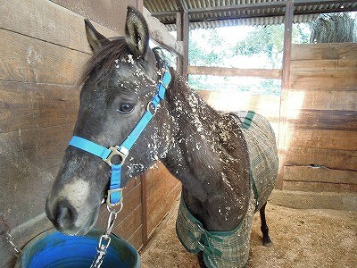 ふわふわで手触りのいい馬