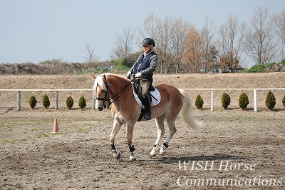 駈歩にも自信がつく乗馬