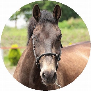 馬の紹介