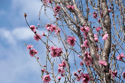 桃の花