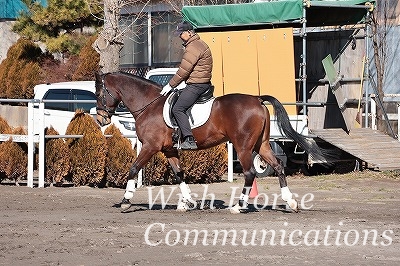 乗馬　馬を動かす