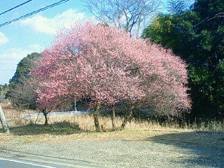 満開
