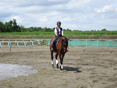 馬と挨拶、返事