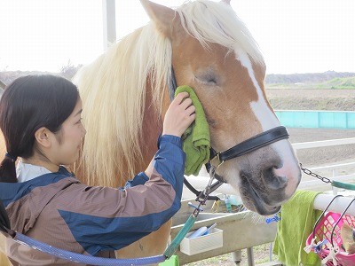 馬のうっとりお手入れ