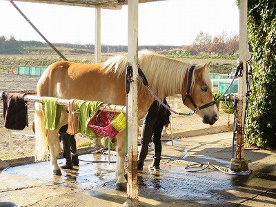 馬のニーズを満たす
