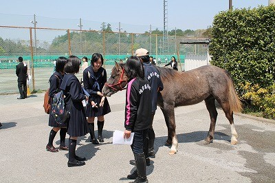 千葉県立柏南高校馬術部