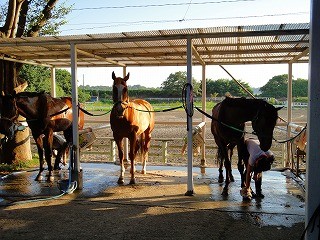 楽しい馬の手入れ
