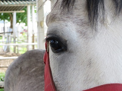 馬の瞳を見つめて