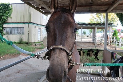 可愛い馬、性格の良い馬