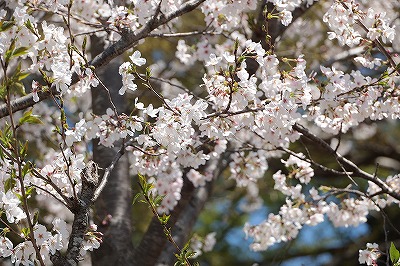 牧場の桜