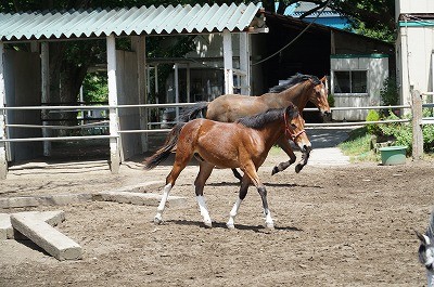 風の中の馬達