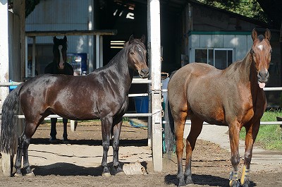 何かが違うウィッシュの馬達