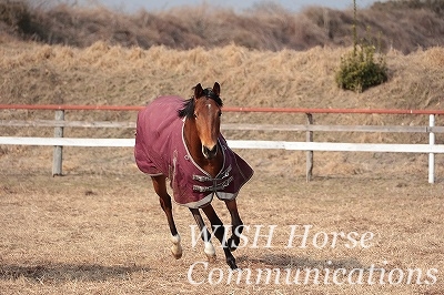 馬との信頼関係