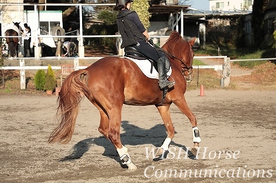 馬の変化に気がつく乗馬