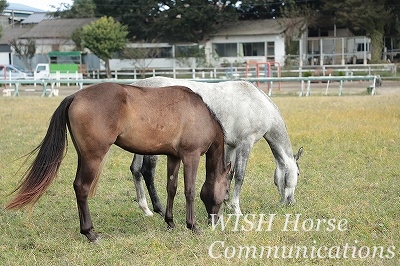 馬と一緒に乗馬