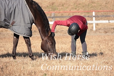 馬に好かれる乗馬
