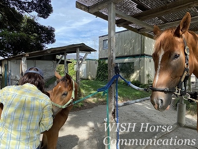 馬と仲良くなれる乗馬