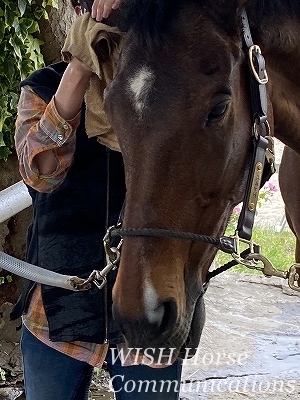 手入れを喜ぶ馬