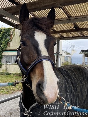 覇気のある馬の顔