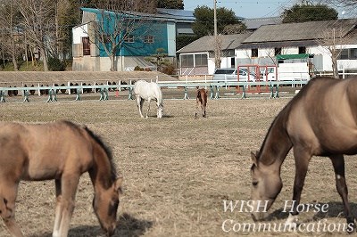 穏やかな乗馬