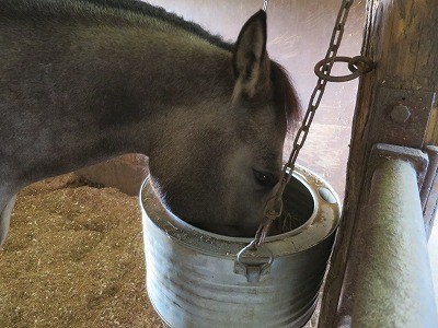 馬達の3時のおやつ