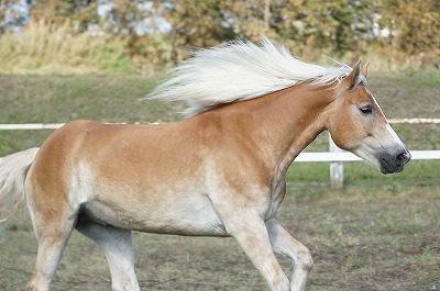 馬を大切にする乗馬クラブ