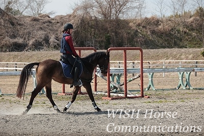 健康な良い馬