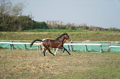 馬を愛していますか？